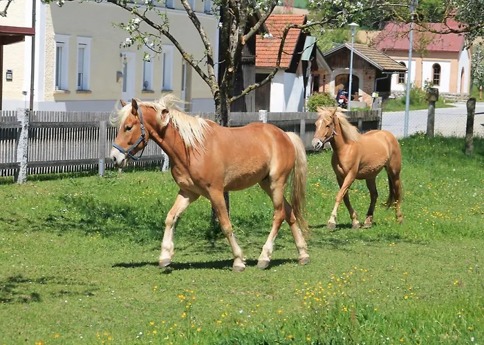 Gschwendnerhof Reitberger-brandl Gospodarstwo agroturystyczne *